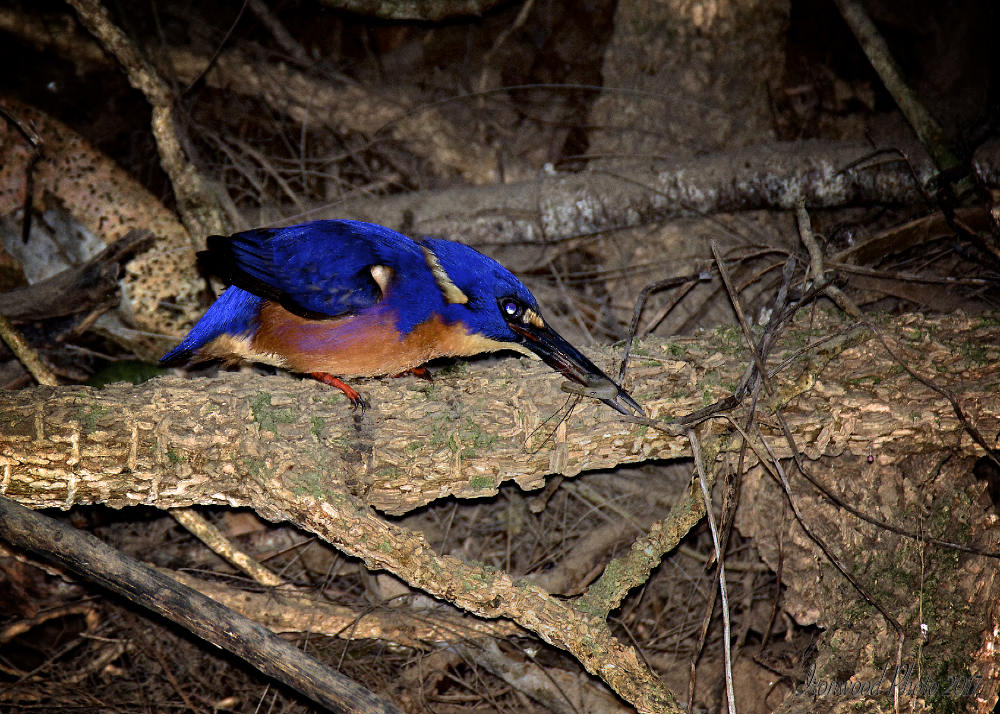 DSC_1877.jpg