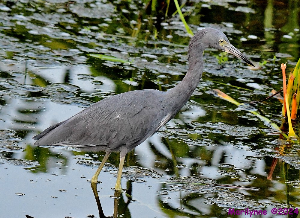 DSC_1877_001.JPG