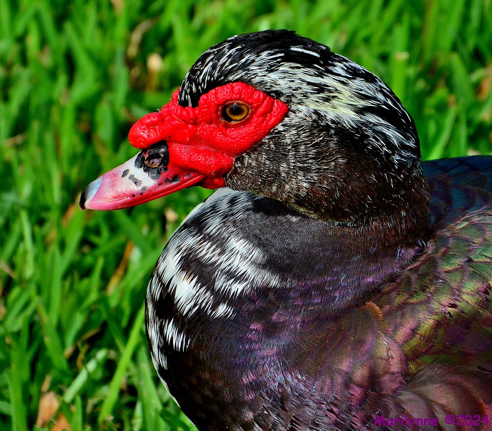 DSC_1880_001.JPG