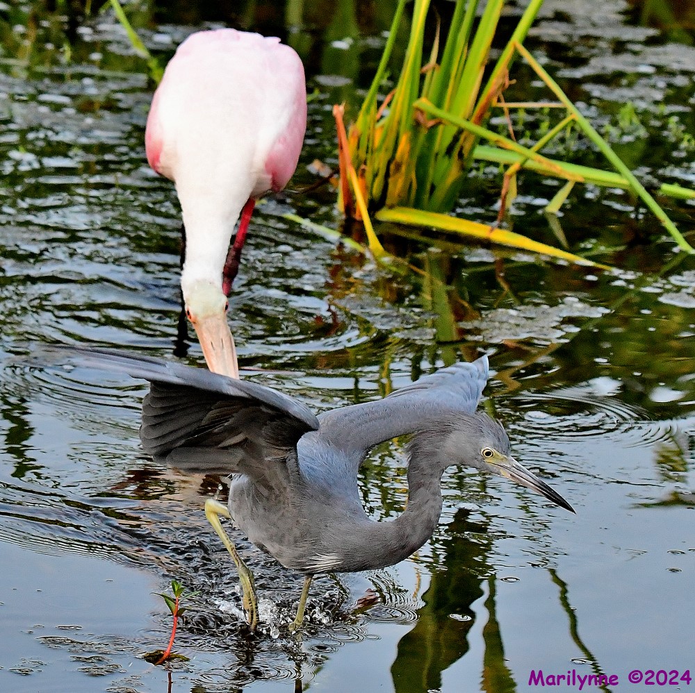 DSC_1882_001.JPG