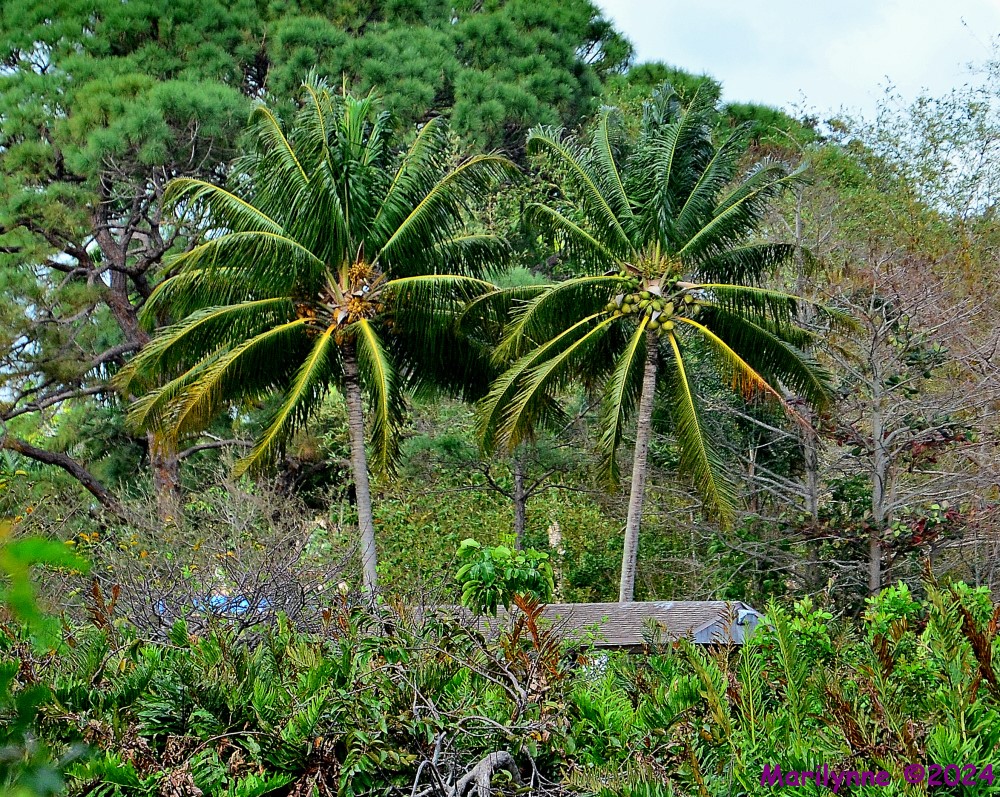 DSC_1885_001.JPG