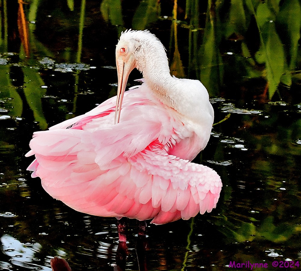 DSC_1885_001.JPG