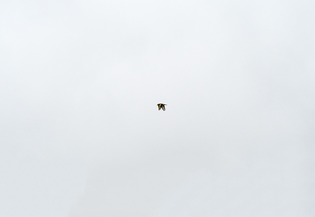 DSC_1885f.jpg