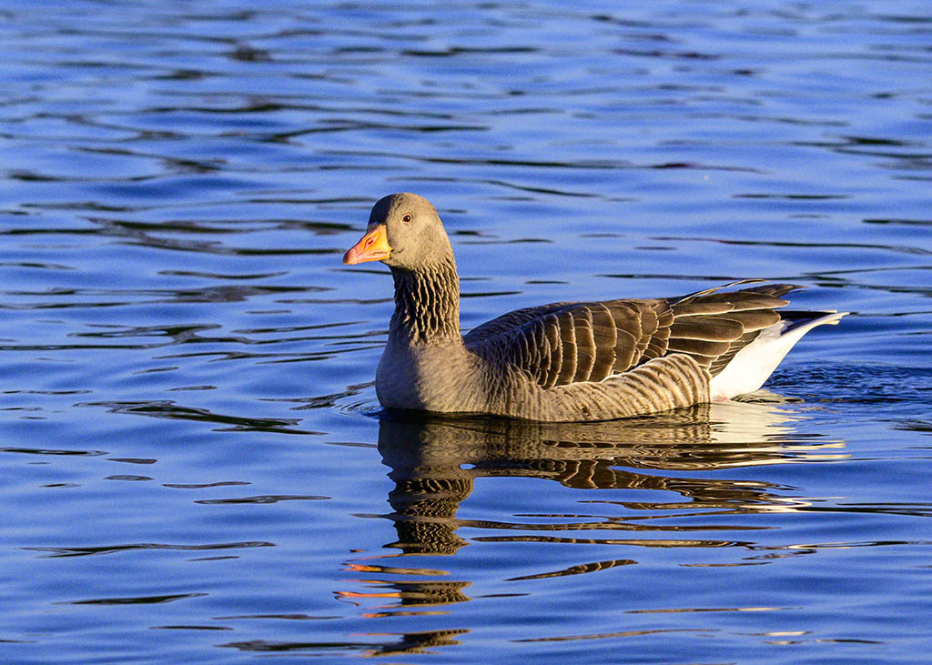 DSC_1888.jpg