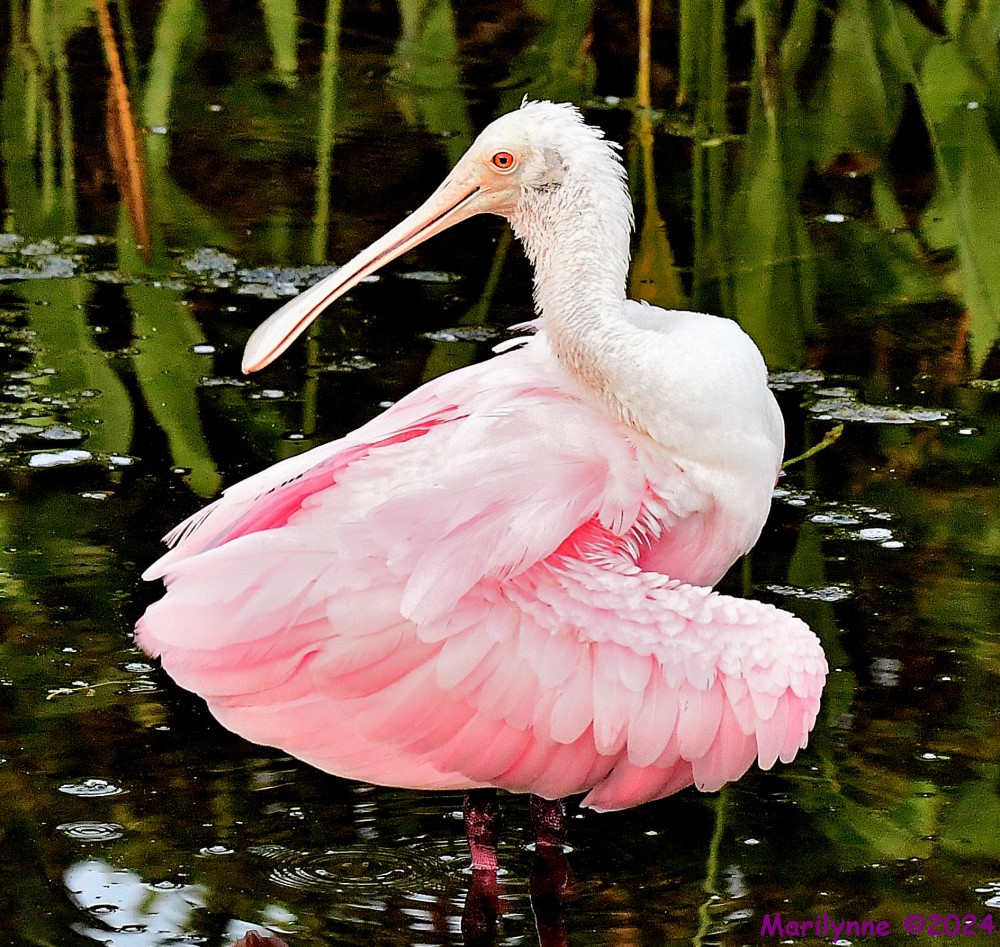 DSC_1888_001.JPG