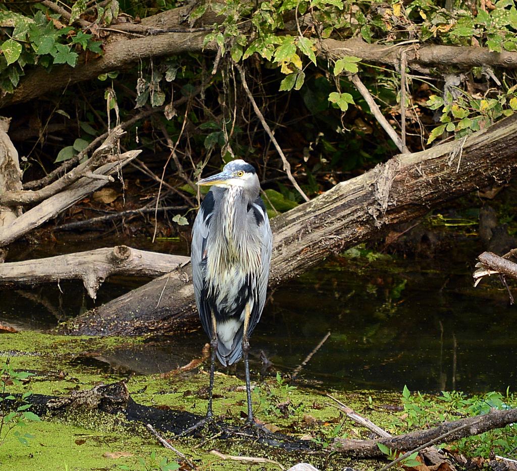 DSC_1893.jpg