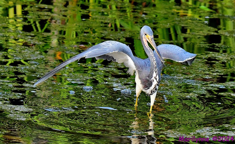 DSC_1895_001.JPG