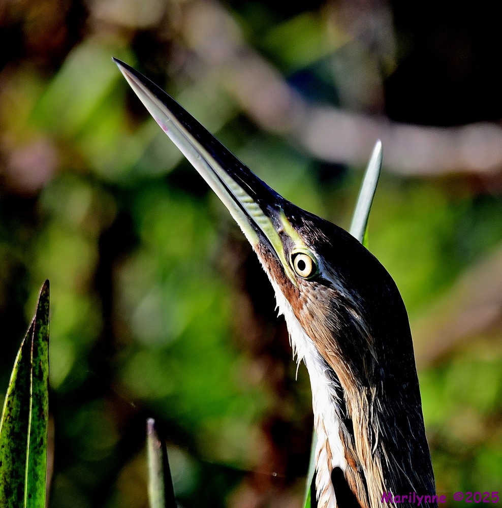 DSC_1895_001.JPG