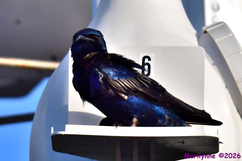 DSC_1895_001.JPG