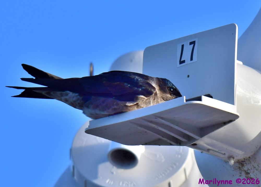 DSC_1899_001.JPG
