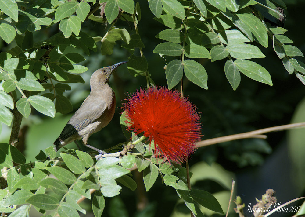 DSC_1900.jpg