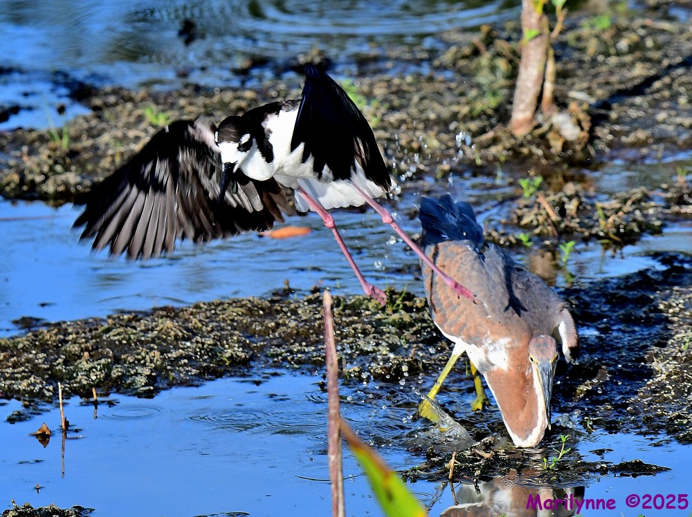 DSC_1902_001.JPG