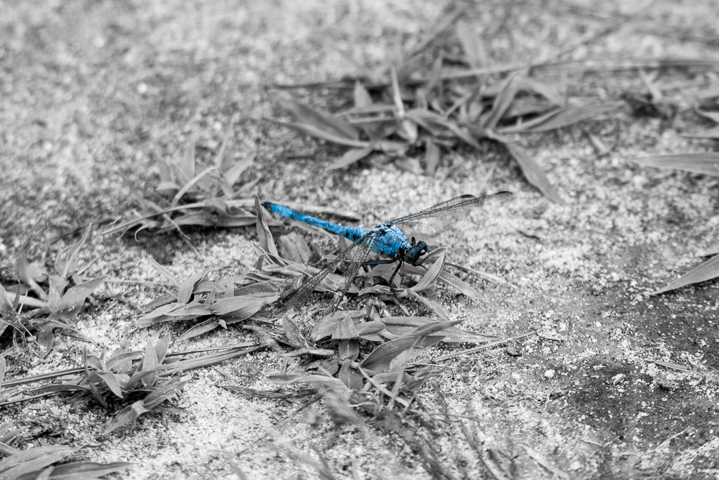 DSC_1904.jpg