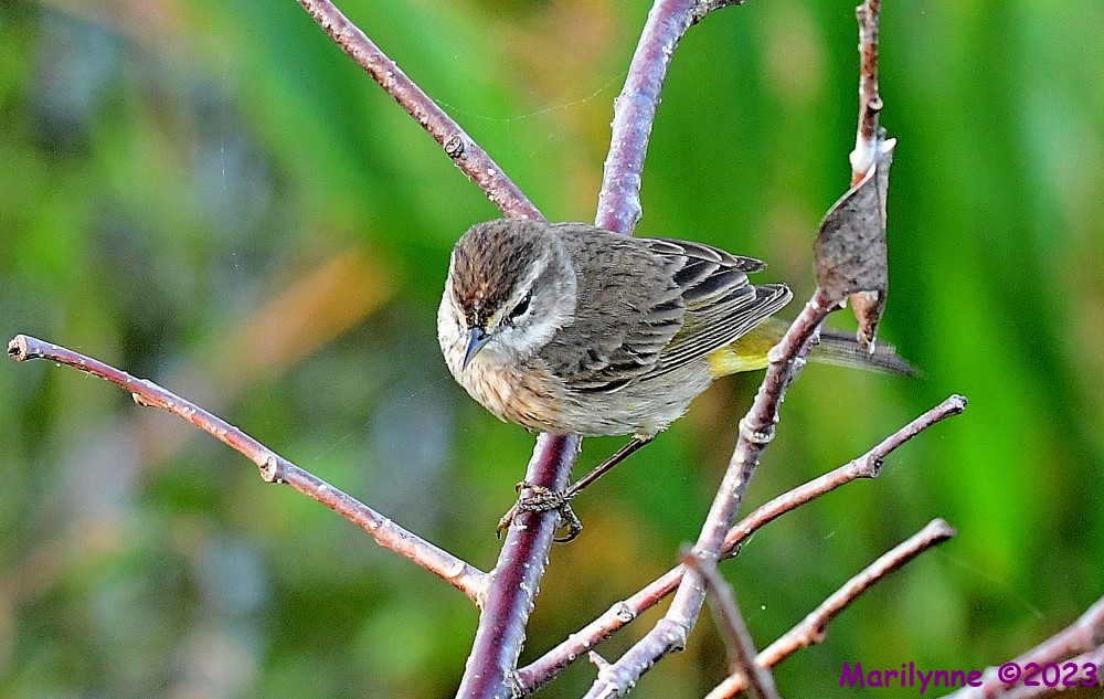 DSC_1909_001.JPG