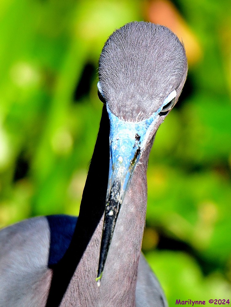 DSC_1909_001.JPG