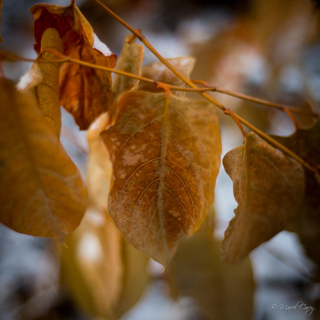 DSC_1910.jpg