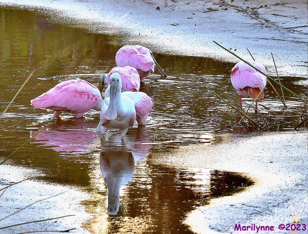 DSC_1910_001.JPG