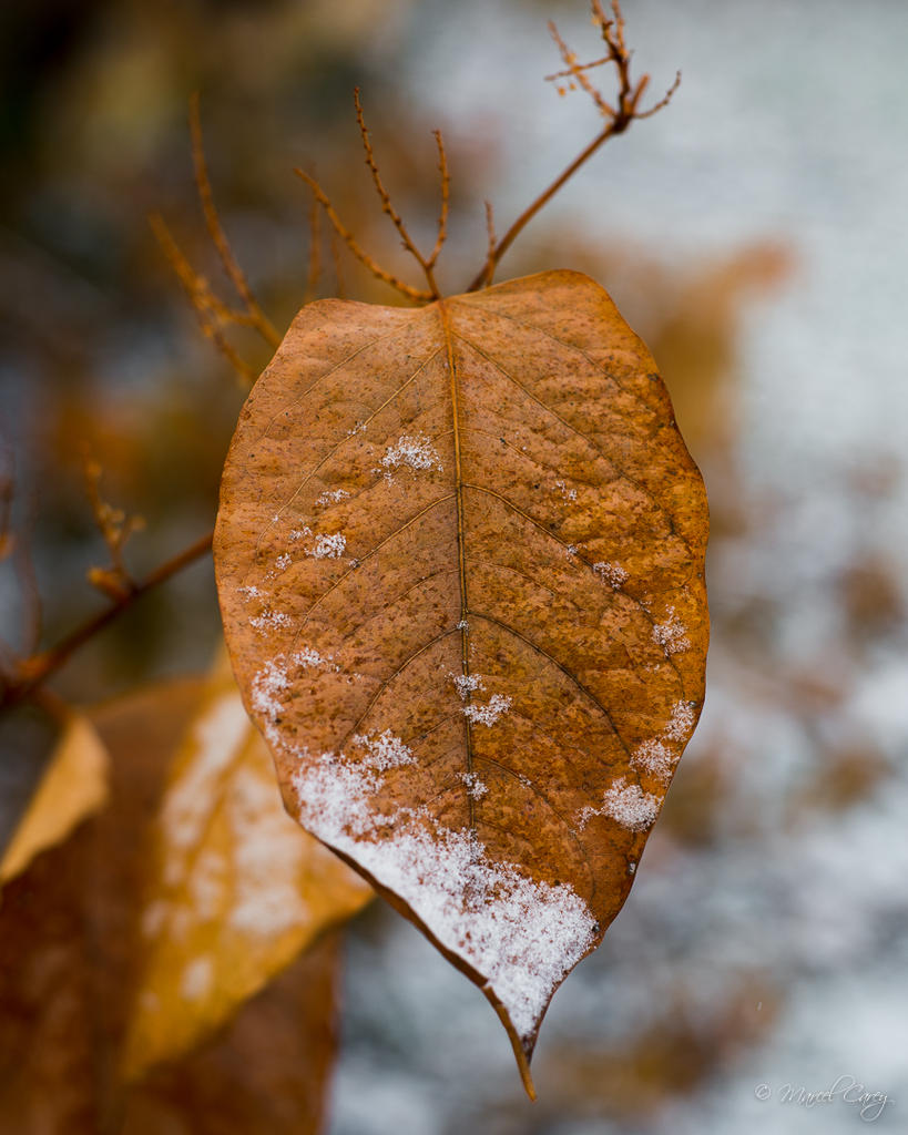 DSC_1913.jpg