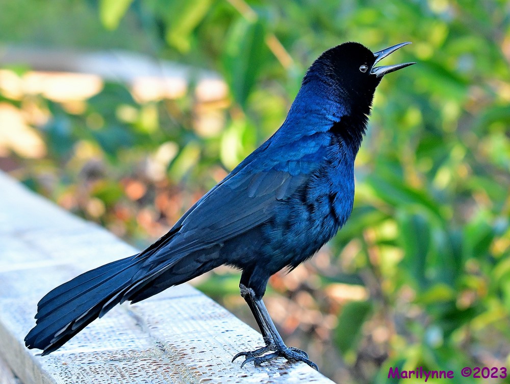 DSC_1914_001.JPG