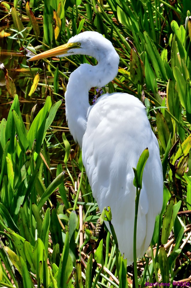 DSC_1915_001.JPG