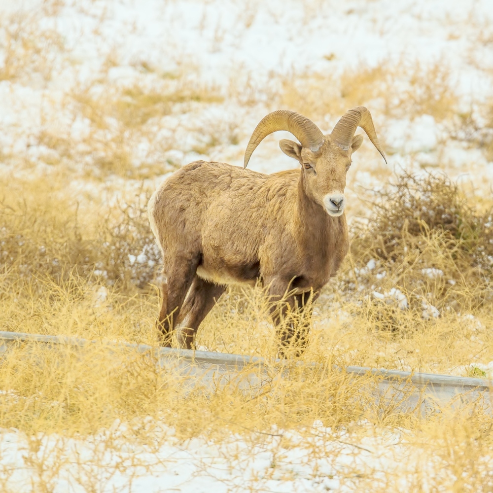 DSC_1916.jpg