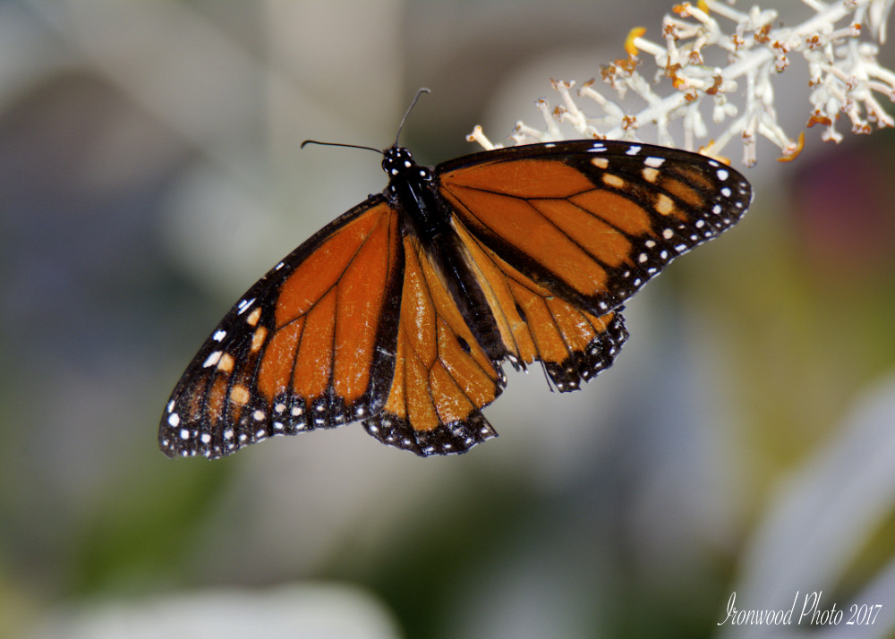 DSC_1918.jpg