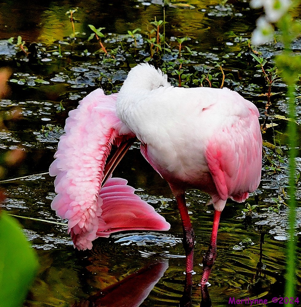 DSC_1918_001.JPG