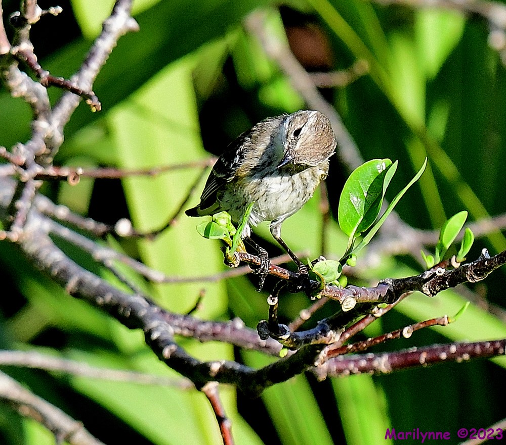 DSC_1919_001.JPG