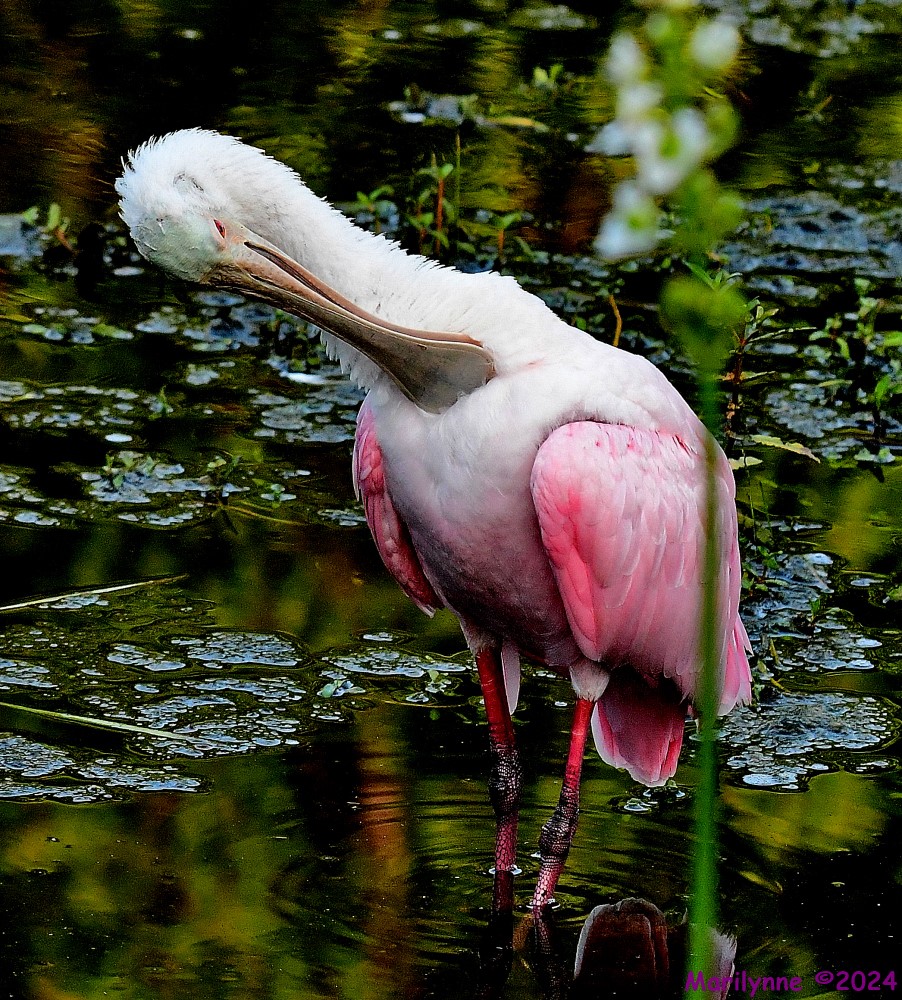 DSC_1919_001.JPG