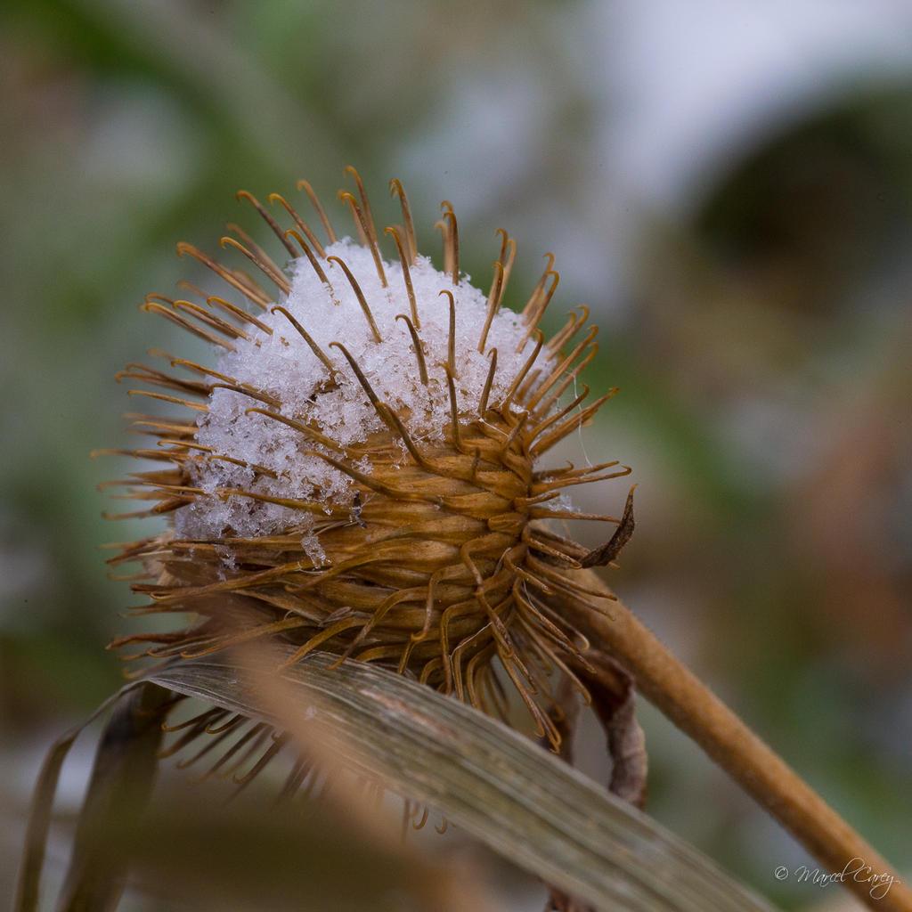 DSC_1922.jpg