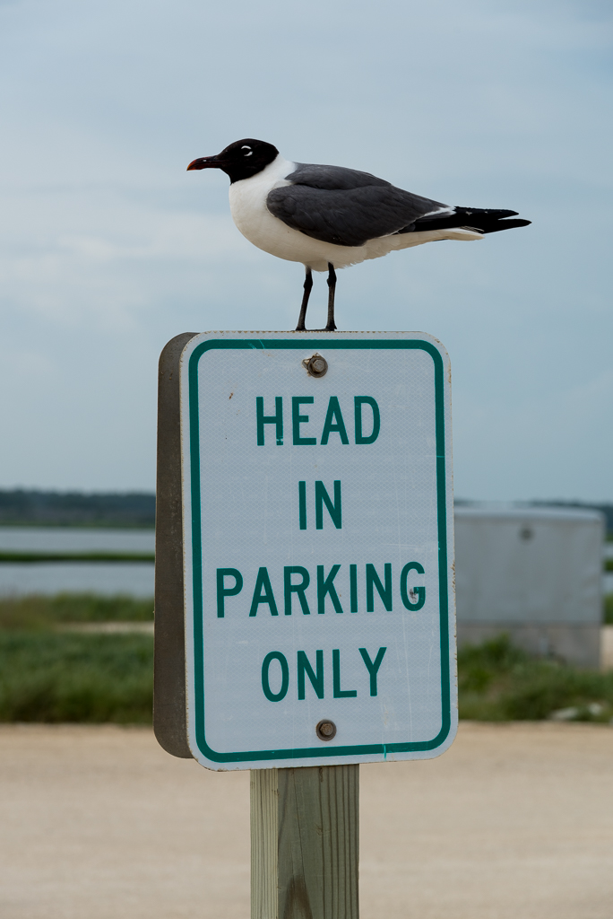 DSC_1923.jpg