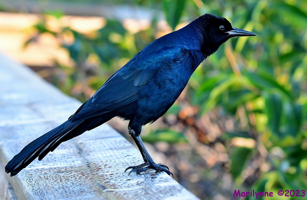DSC_1923_001.JPG