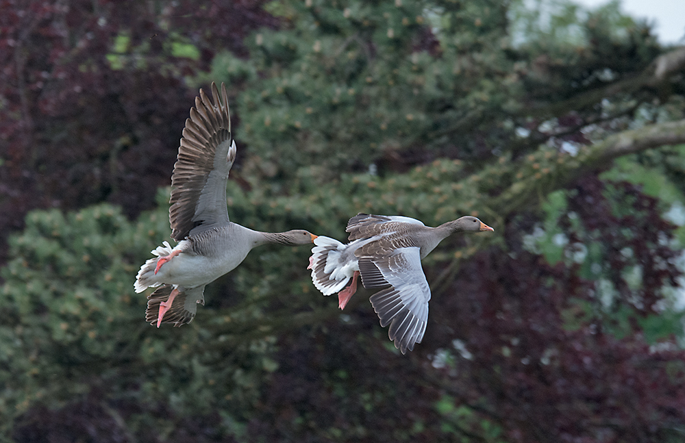 DSC_1924.jpg