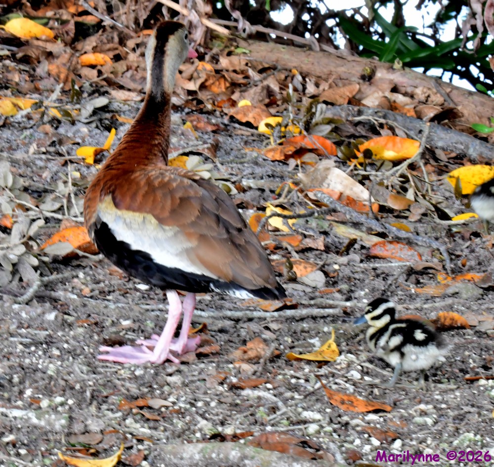 DSC_1925_001.JPG