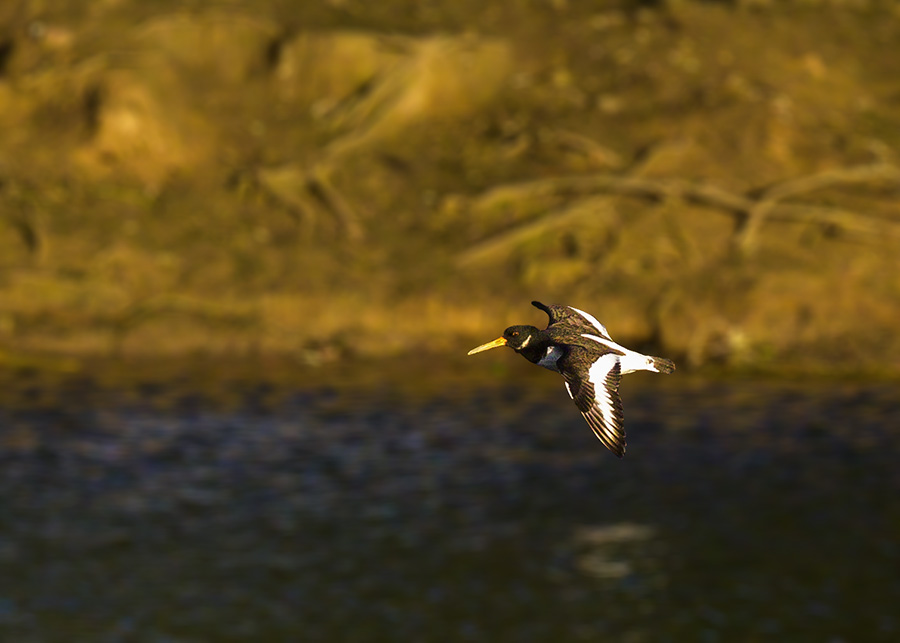 DSC_1927.jpg