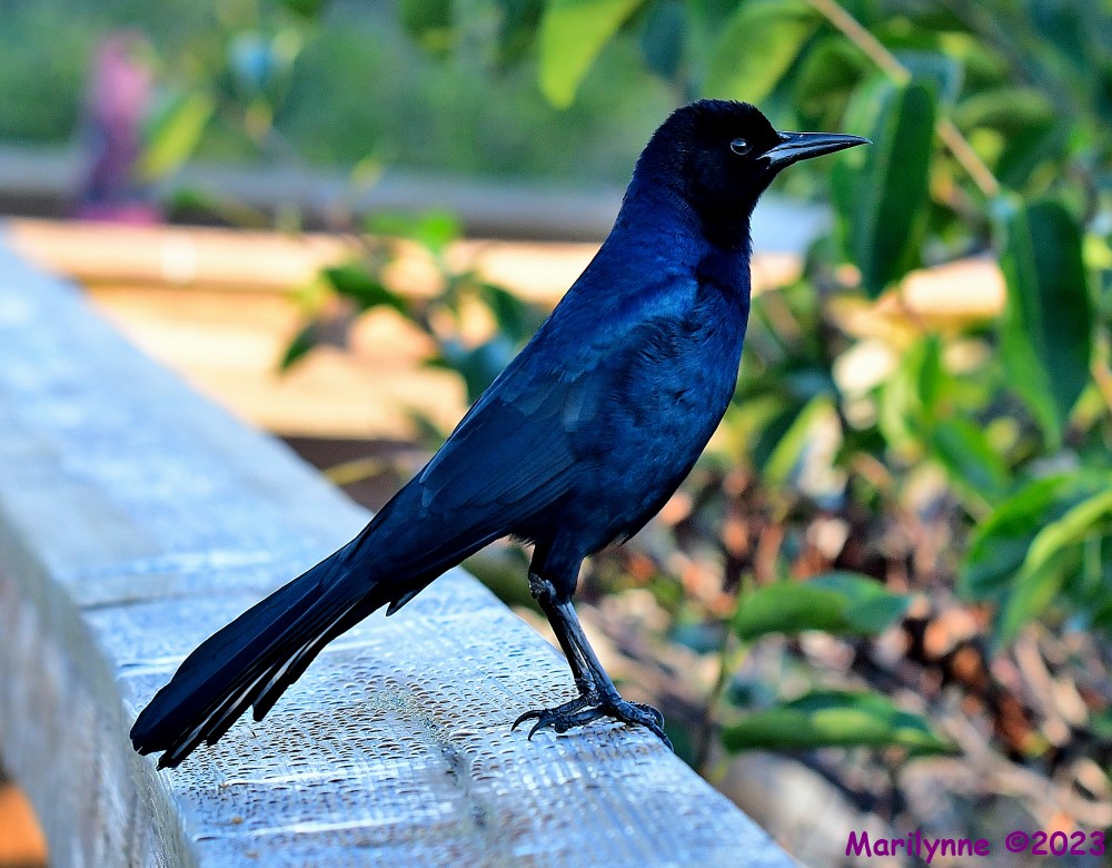 DSC_1932_001.JPG
