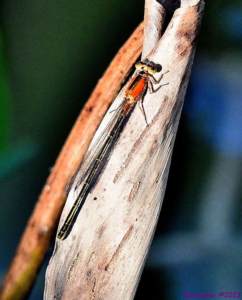 DSC_1933_001.JPG