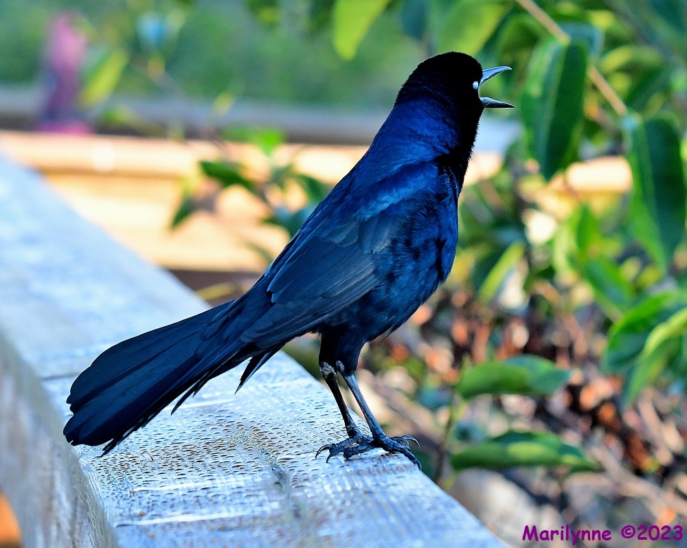 DSC_1933_001.JPG