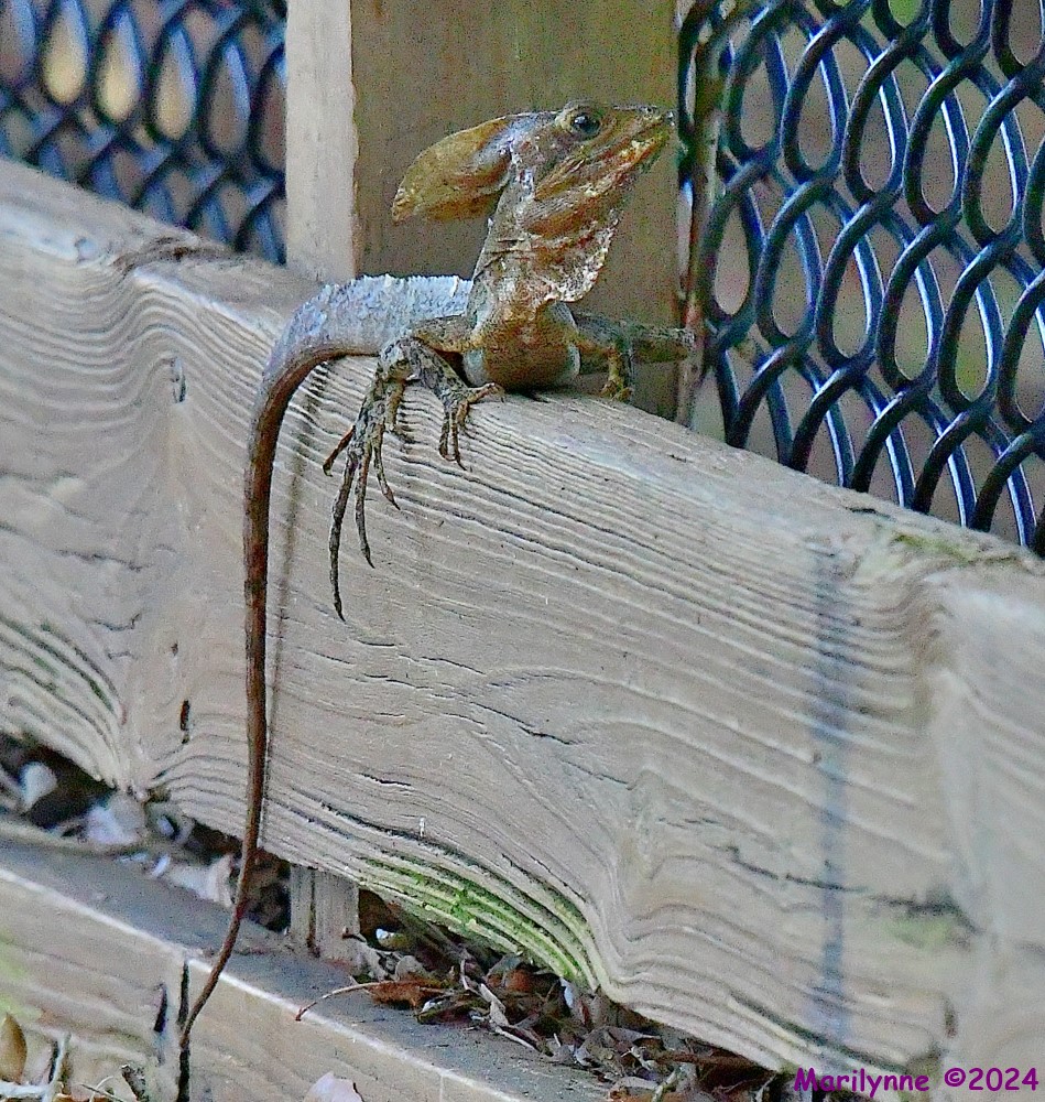 DSC_1933_001.JPG
