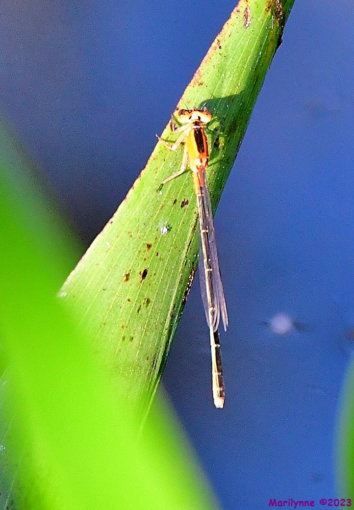 DSC_1935_001.JPG