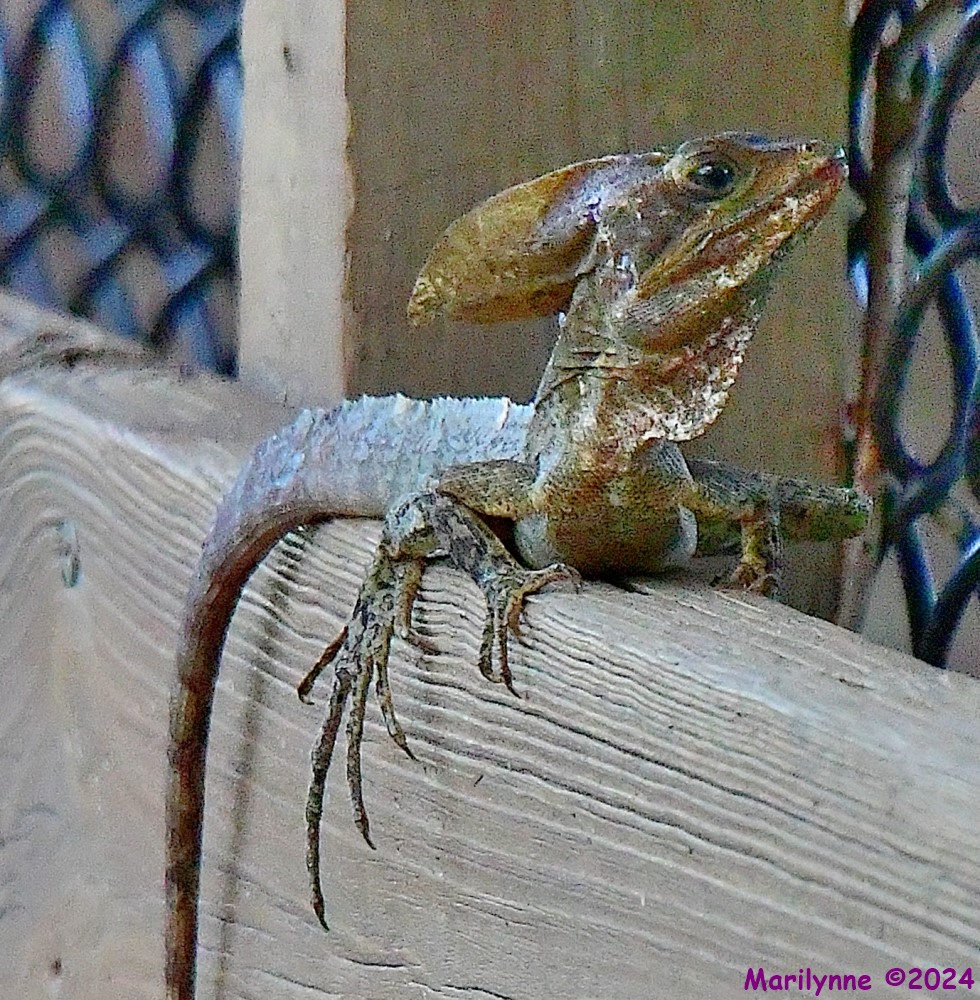 DSC_1935_001.JPG
