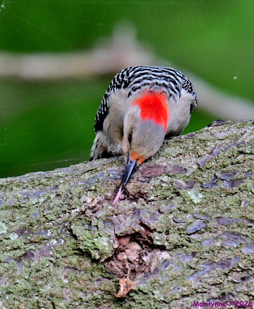 DSC_1935_001.JPG