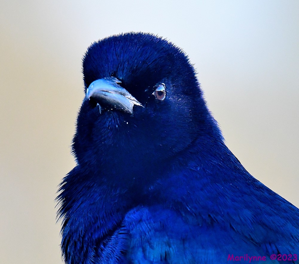 DSC_1936_001.JPG