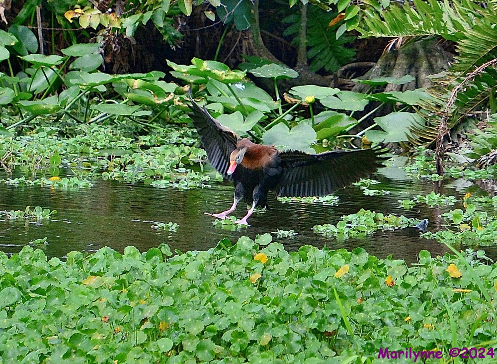 DSC_1937_001.JPG