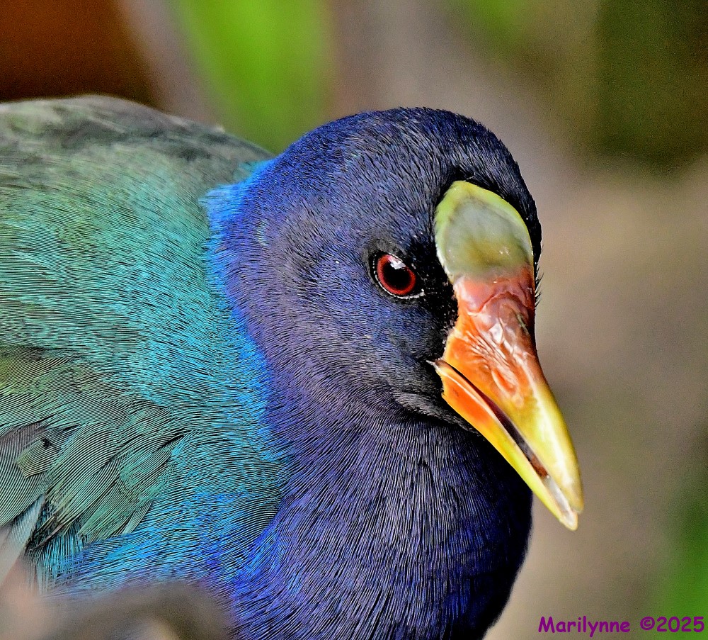DSC_1937_001.JPG