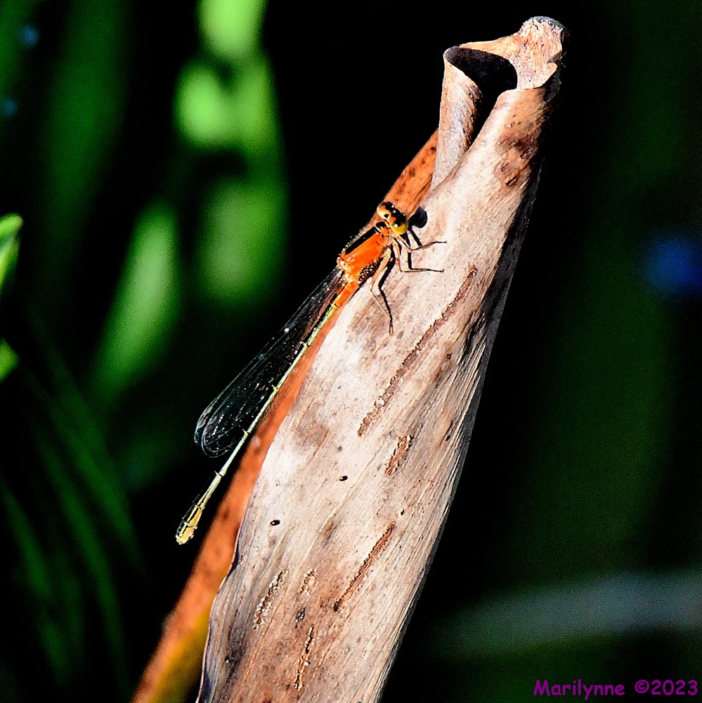 DSC_1938_001.JPG
