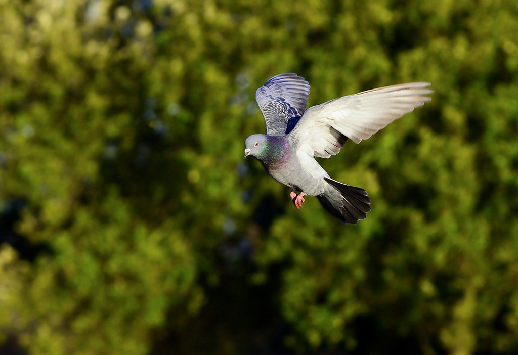 DSC_1939.jpg