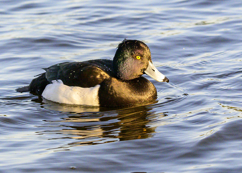 DSC_1944.jpg