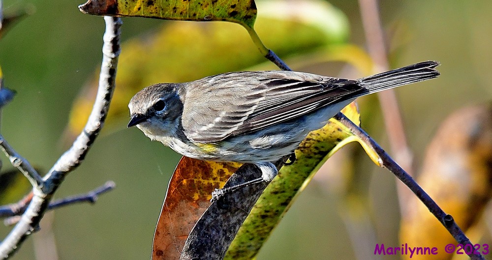 DSC_1947_001.JPG