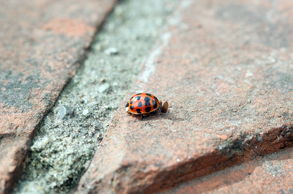 DSC_1952.jpg